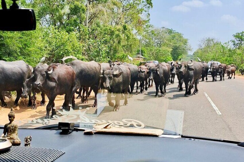 Southern Sri Lanka Sightseeing Day Trip From Colombo & Negombo