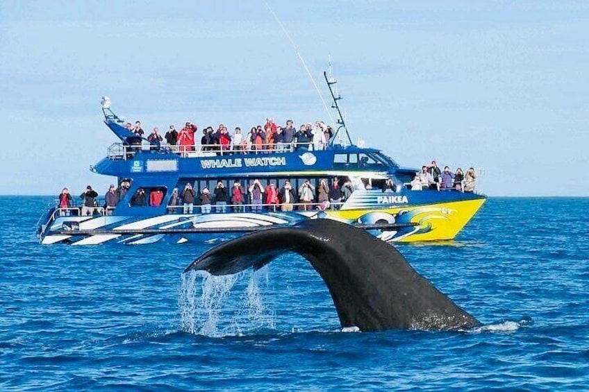 Mirissa Whale watching, Stilt Fishing & Turtle Tour From Colombo