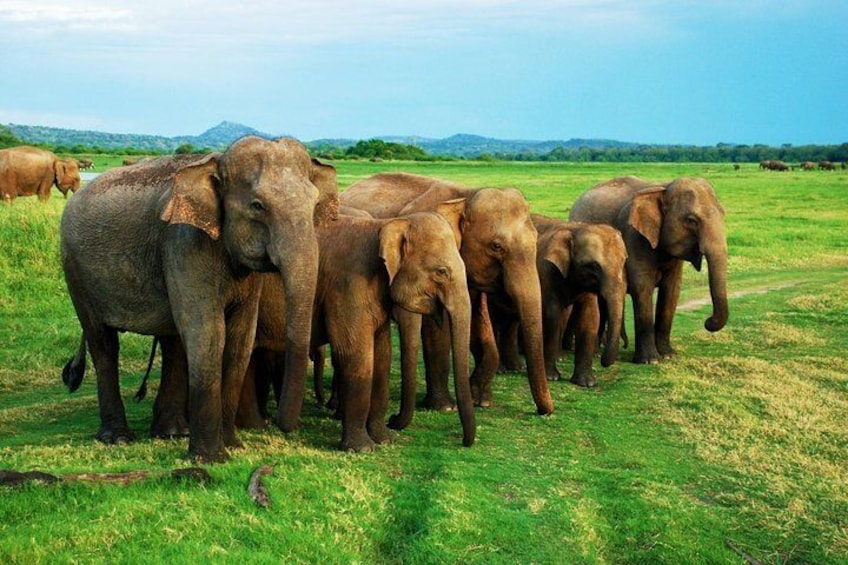 Elephants in Minneriya National Park, Srilanka.