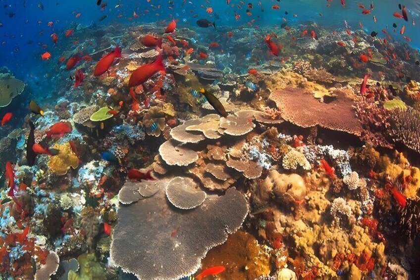Snorkeling in Nusa Penida Island 10