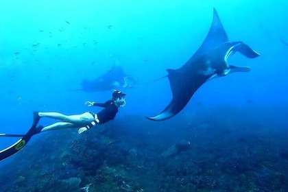 Snorkeling in Wall Point, Gamat Bay and Manta Bay: Nusa Penida Island