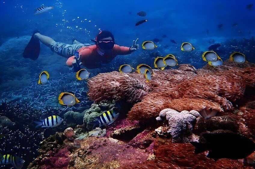 Snorkeling in Nusa Penida Island 9