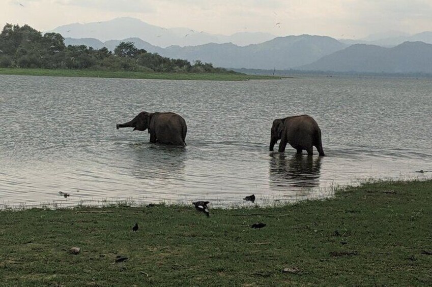 Private Half Day Safari in Udawalawe National Park