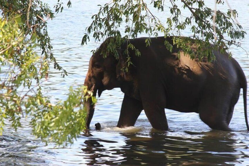 Afternoon Bathing Time