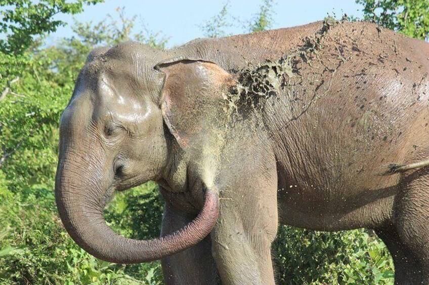 Udawalawe Wild Elephant