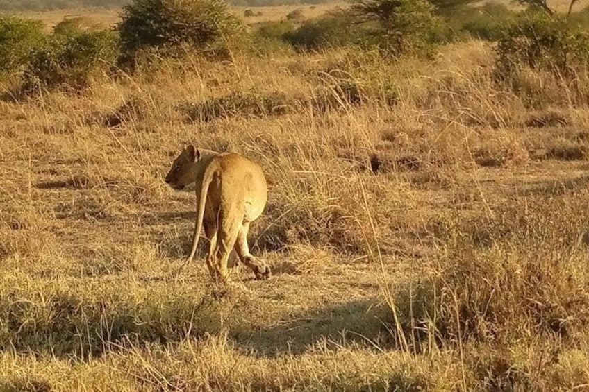 lioness at the Nairobi park