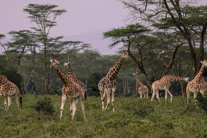 Private Safaris Nairobi National Park 6.a.m To 11.a.m