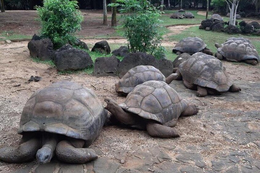 Aldabra Giant Turtles
