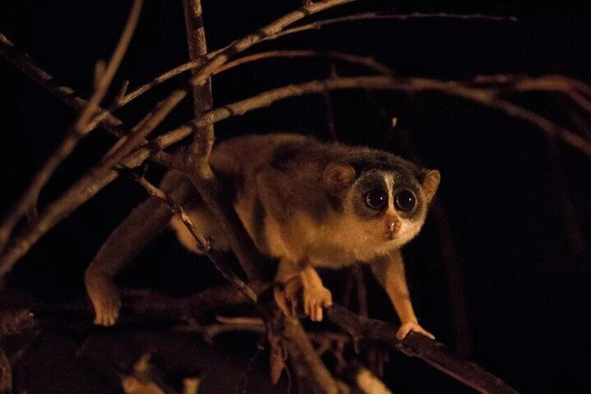 Slender Loris 