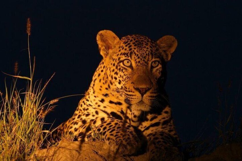 Leopards