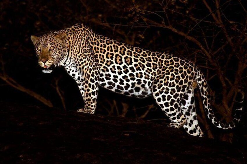 Leopards
