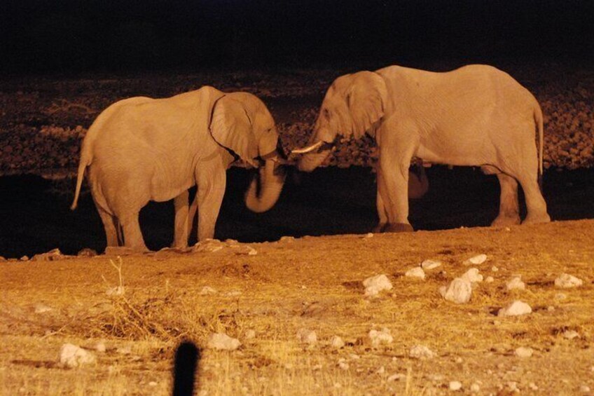 Elephants