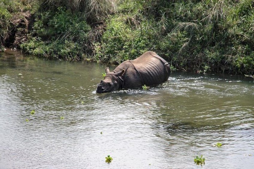 2 Day Chitwan National Park Tour from Kathmandu