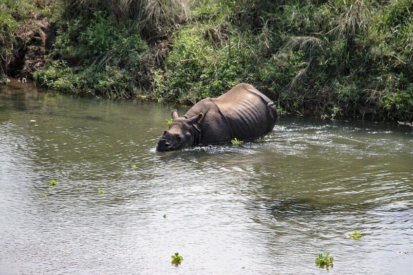 2 Day Chitwan National Park Tour from Kathmandu