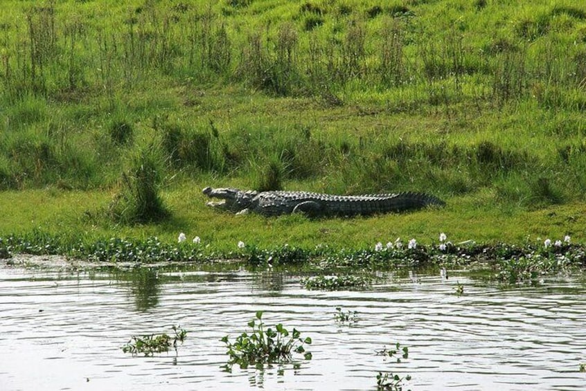 2 Day Chitwan National Park Tour from Kathmandu