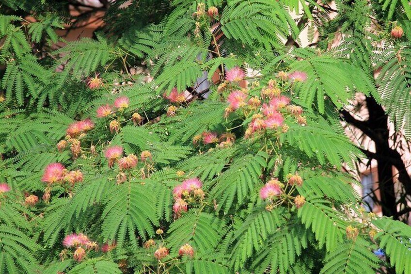 Albizia Julibrissin in Shivapuri