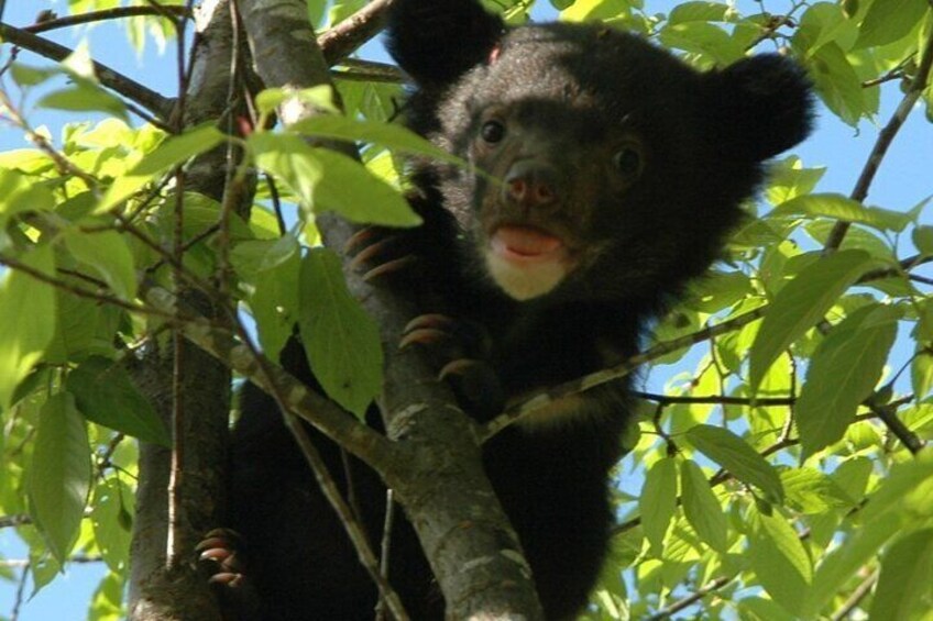 Himalayan black bear cub