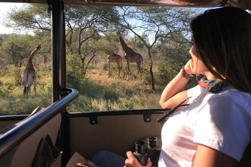 Full Day Kruger Safari Tour