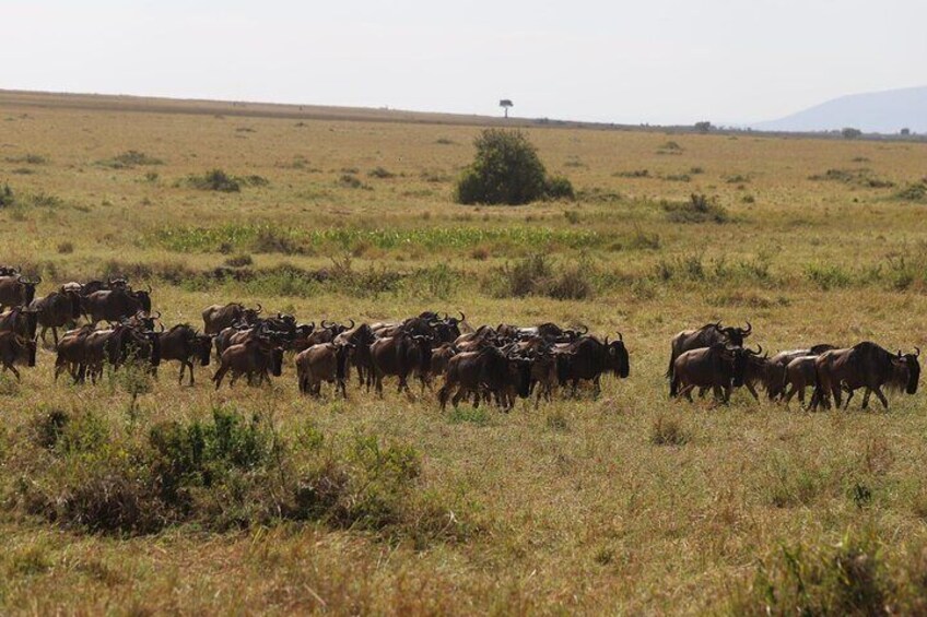 wildebeest