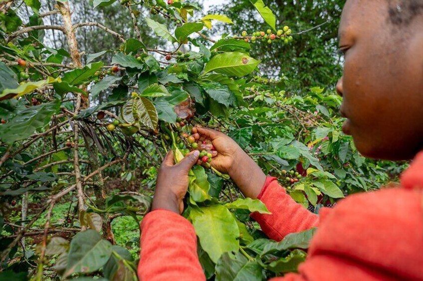 Coffee picking process 