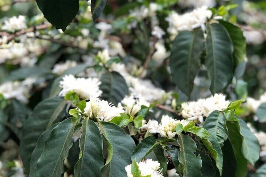 A flowering coffee tree