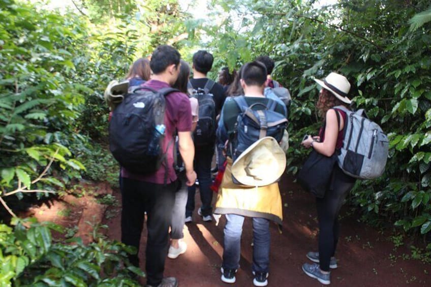 Tour of the coffee farm
