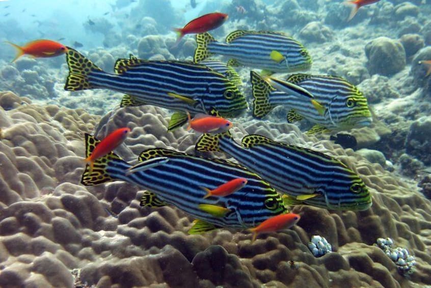 Snorkeling in the Maldives