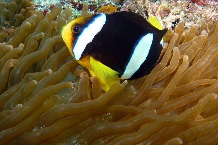 Snorkeling in the Maldives