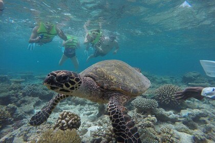 3 Point Snorkelling Safari