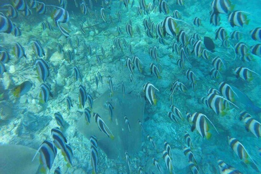 Snorkeling in the Maldives