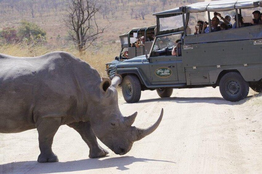 White rhino with African Safari Adventures