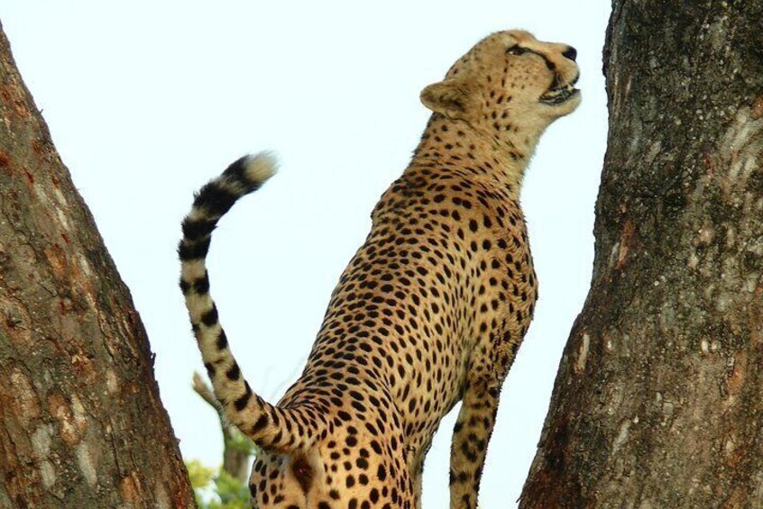 Cheetah do not usually climb trees, but they like to use an elevated spot to search for prey..