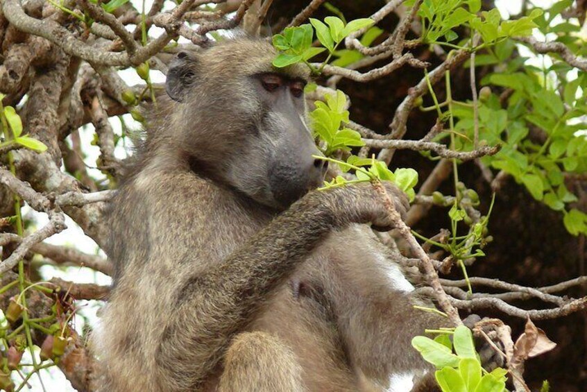 Baboons make for entertaining viewing!
