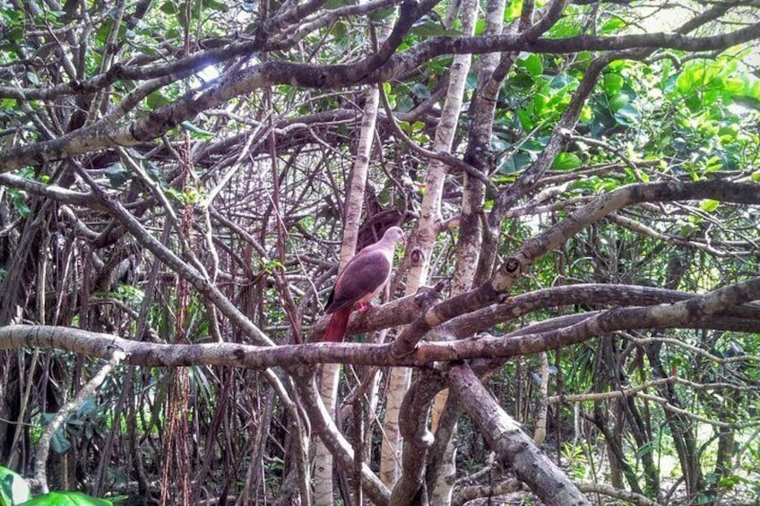 Birds on Ile aux Aigrettes