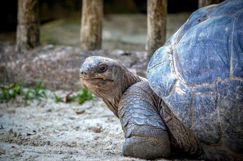 Tortoise on Ile aux Aigrettes