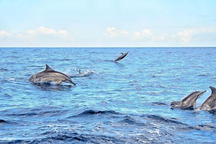 Dolphins in Tamarin Bay