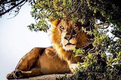 9 Days Kenya and Tanzania Wildlife Experience