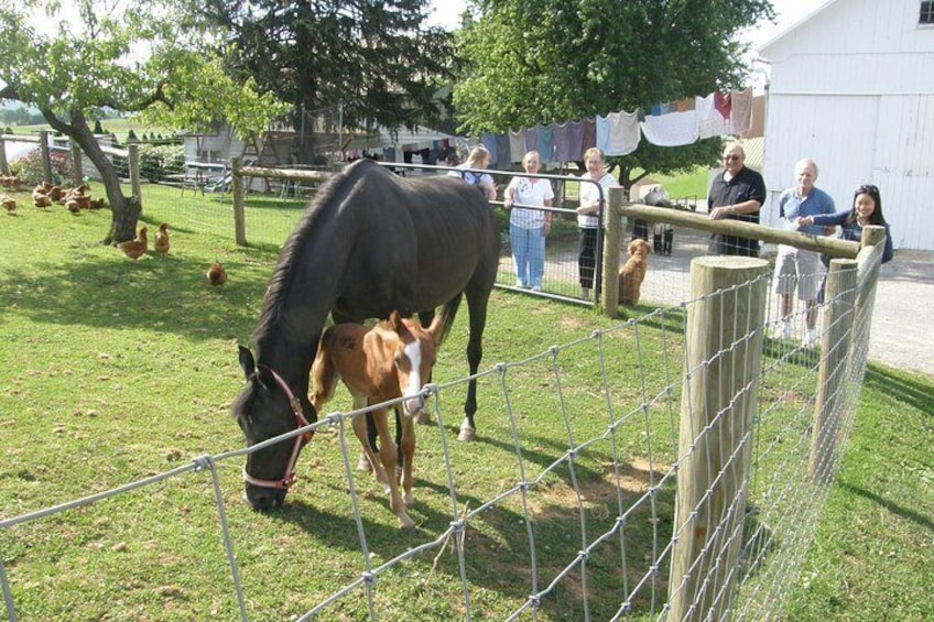 Amish Experience Visit-In-Person Tour