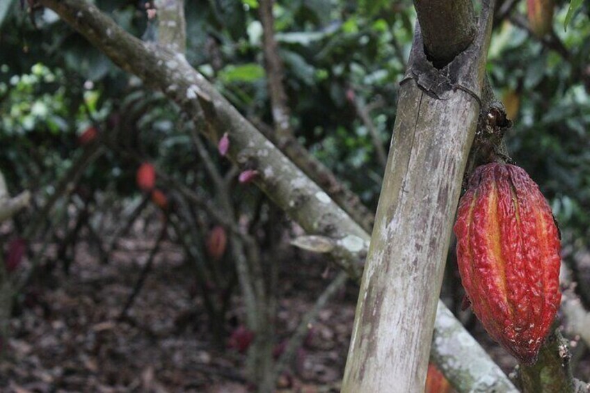 Small Group Guayaquil and Cocoa Farm Full-Day Tour