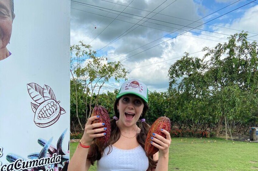 Hybrid cocoa, the most productive plantation in Ecuador