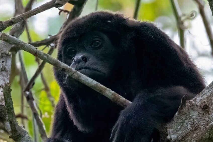 howler monkey species that lives in the forests of churute