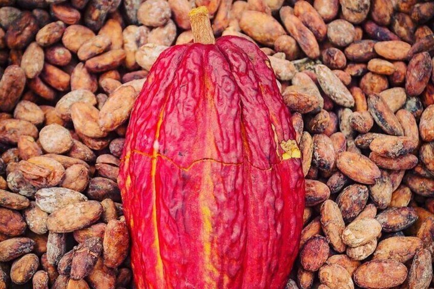 Hybrid cocoa, the most productive plantation in Ecuador