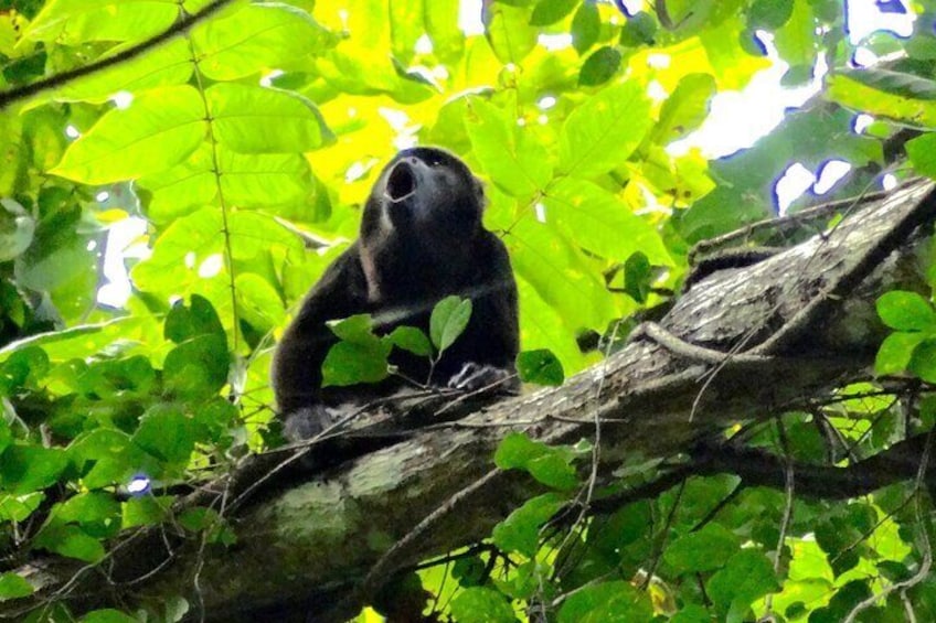 Observation of howler monkeys in their natural state surrounded by a tropical forest near Guayaquil