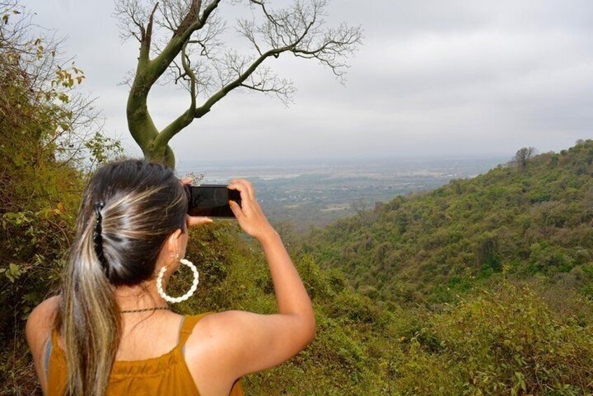 panoramic view of the forest