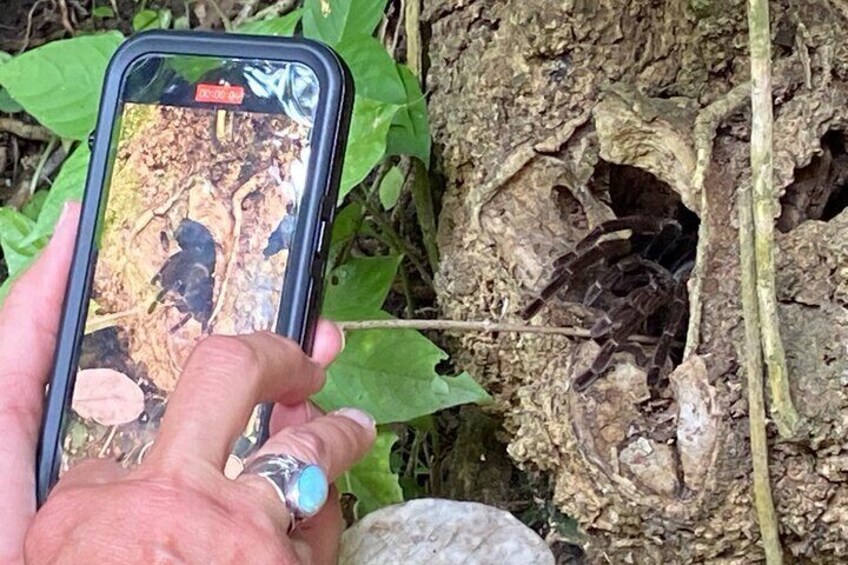 Observation of howler monkeys in their natural state surrounded by a tropical forest near Guayaquil