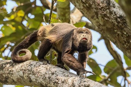 Escapada de un día: Bosques, finca de cacao y tradiciones (salida desde Gua...