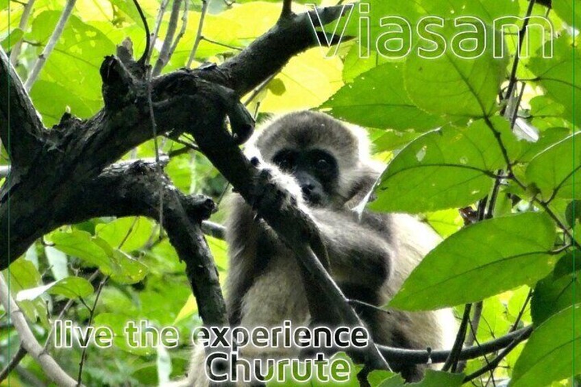 Observation of howler monkeys in their natural state surrounded by a tropical forest near Guayaquil