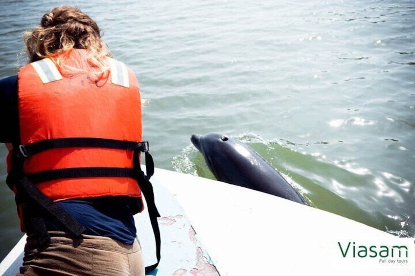 The bottlenose dolphin, tursion, bottlenose dolphin or bottlenose dolphin is a species of toothed cetacean in the Delphinidae family. Of the more than 30 species of dolphins that exist.
