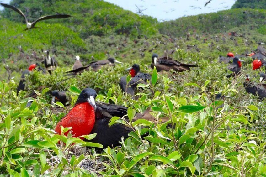 Day trip from Guayaquil :Mangroves,dolphins and birds