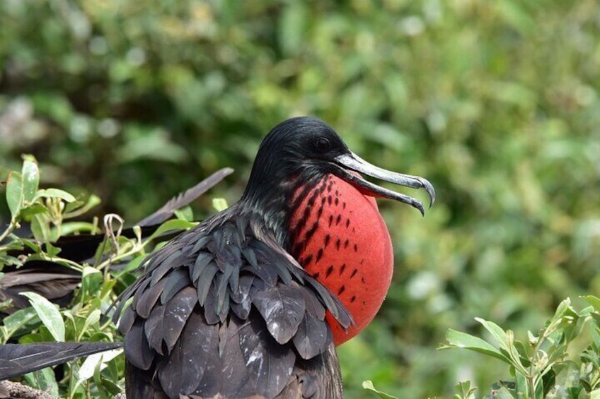 Of all the birds that are part of the animal kingdom, the magnificent frigatebird is one of the most incredible thanks to the uncanny ability of males to inflate their large red chest.

